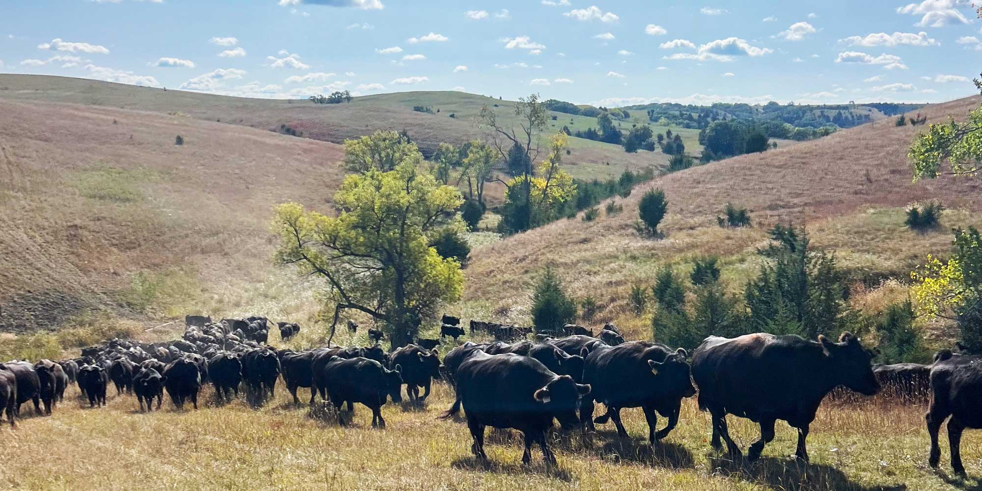 Cows in pasture setting sun